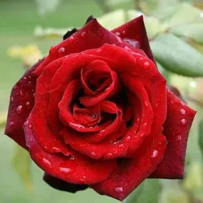 Саженцы роз ТАБУ чайно-гибридная — описание сорта Саженцы роз ТАБУ чайно-гибридная в Москве