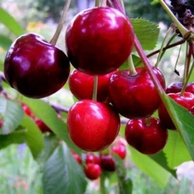 Черешня ТЮТЧЕВКА — описание сорта Черешня ТЮТЧЕВКА в Москве