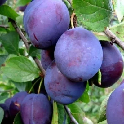 Слива ПЕРДРИГОН — описание сорта Слива ПЕРДРИГОН в Москве