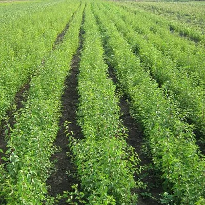 Подвой в Москве