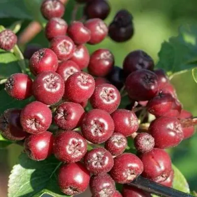 Рябина БУРКА сладкоплодная — описание сорта Рябина БУРКА сладкоплодная в Москве