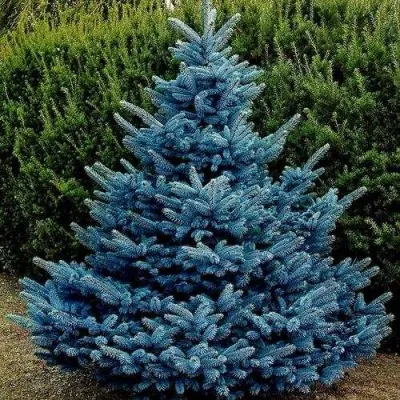 Ель МАДЖЕСТИК БЛЮ колючая — описание сорта Ель МАДЖЕСТИК БЛЮ колючая в Москве