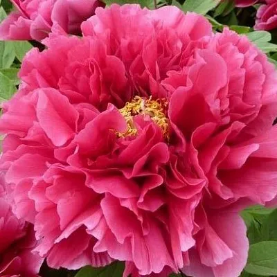 Пион КОРОЛЕВСКИЙ ЦВЕТОК древовидный  Пион КОРОЛЕВСКИЙ ЦВЕТОК древовидный в Москве