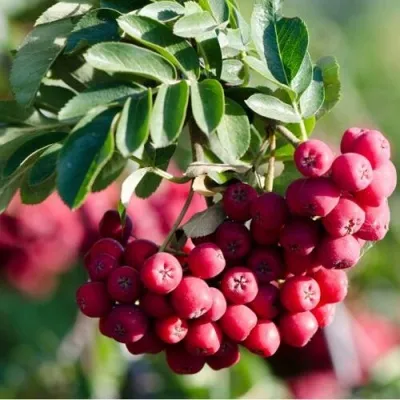 Рябина ТИТАН сладкоплодная — описание сорта Рябина ТИТАН сладкоплодная в Москве