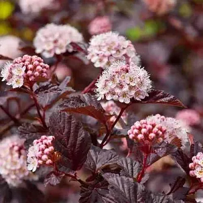 Пузыреплодник АНДРЕ   Пузыреплодник АНДРЕ  в Москве