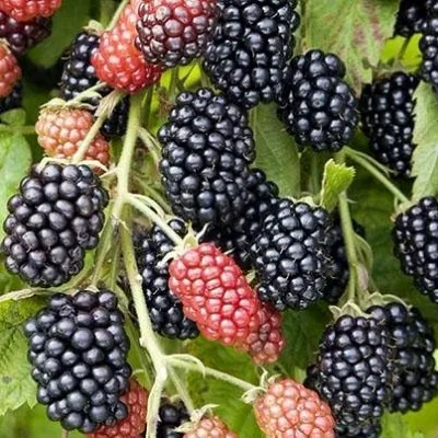 Ежевика НАВАХО бесшипная в Москве