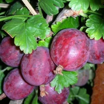 Крыжовник КОЛОБОК — описание сорта Крыжовник КОЛОБОК в Москве