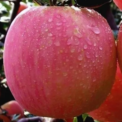 Яблоня РОЗОВЫЙ НАЛИВ в Москве