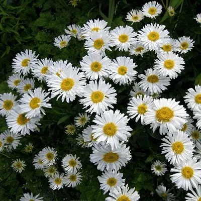 Астра АЛЬБУС альпийская  Астра АЛЬБУС альпийская в Москве