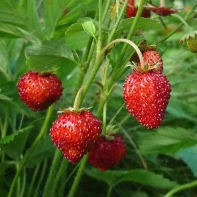 Земляника АЛЬПИЙСКАЯ — описание сорта Земляника АЛЬПИЙСКАЯ в Москве