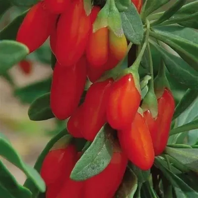 Годжи ВЯЧЕСЛАВ в Москве