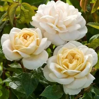 Саженцы роз ДЖЕЙ ПИ КОННЕЛ шраб — описание сорта Саженцы роз ДЖЕЙ ПИ КОННЕЛ шраб в Москве