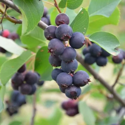 Ирга ХОНИВУД — описание сорта Ирга ХОНИВУД в Москве