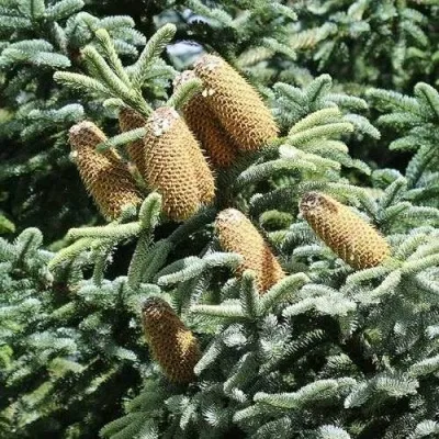 Пихта благородная — описание сорта Пихта благородная в Москве