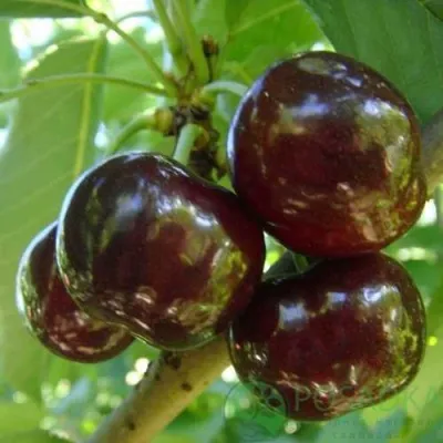 Черешня СВИТХАРТ — описание сорта Черешня СВИТХАРТ в Москве