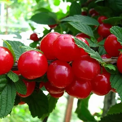 Вишня СКАЗКА войлочная  Вишня СКАЗКА войлочная в Москве