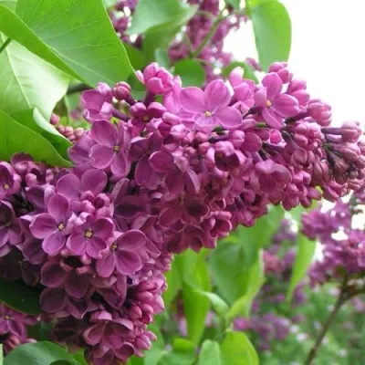 Сирень ДЕНЬ ПОБЕДЫ — описание сорта Сирень ДЕНЬ ПОБЕДЫ в Москве