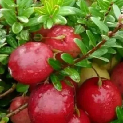 Клюква ХОЛЬШТАЙН — описание сорта Клюква ХОЛЬШТАЙН в Москве