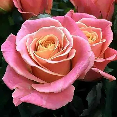 Саженцы роз МИСС ПИГГИ чайно-гибридная  Саженцы роз МИСС ПИГГИ чайно-гибридная в Москве