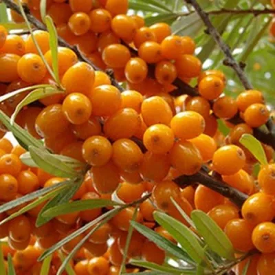 Облепиха ВИТАМИННАЯ — описание сорта Облепиха ВИТАМИННАЯ в Москве