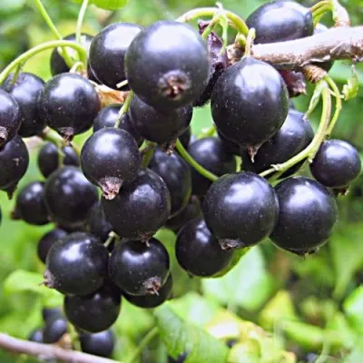 Смородина черная МОНИСТО — описание сорта Смородина черная МОНИСТО в Москве