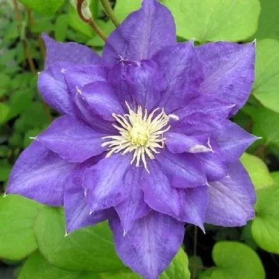 Клематис БЬЮТИ ОФ ВОЧЕСТЕР — описание сорта Клематис БЬЮТИ ОФ ВОЧЕСТЕР в Москве