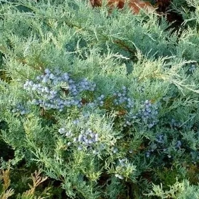 Можжевельник ГРЕЙ ОУЛ виргинский — описание сорта Можжевельник ГРЕЙ ОУЛ виргинский в Москве