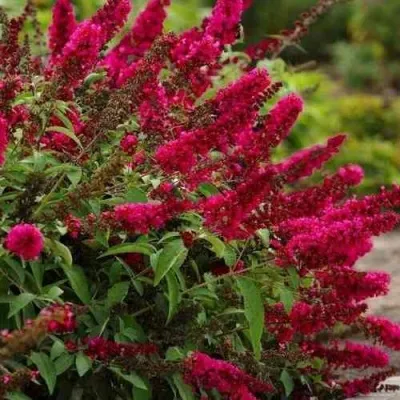 Буддлея давида РОЯЛ РЕД — описание сорта Буддлея давида РОЯЛ РЕД в Москве