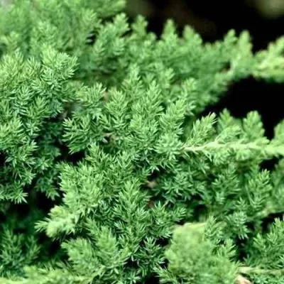 Можжевельник НАНА лежачий — описание сорта Можжевельник НАНА лежачий в Москве