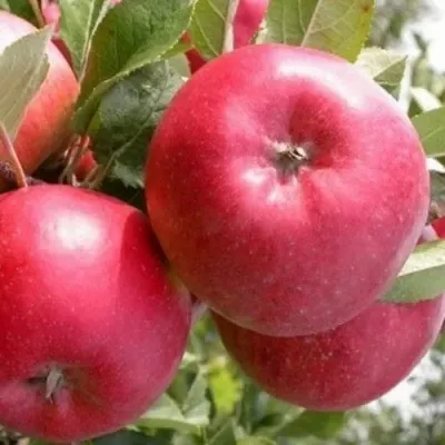 Яблоня ПОСПЕХ в Москве