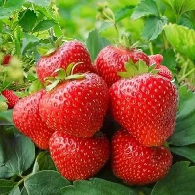 Клубника КИМБЕРЛИ — описание сорта Клубника КИМБЕРЛИ в Москве