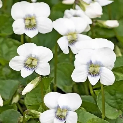 Фиалка АЛЬБИФЛОРА сестринская  Фиалка АЛЬБИФЛОРА сестринская в Москве