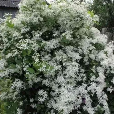 Клематис МАНЬЧЖУРСКИЙ в Москве