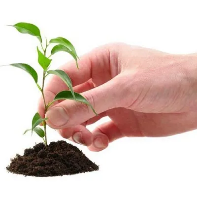 Саженцы в Москве