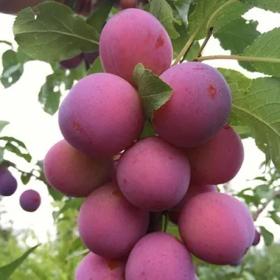 Слива ИМПЕРИАЛ колонновидная  — описание сорта Слива ИМПЕРИАЛ колонновидная  в Москве