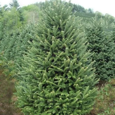 Пихта ФРАЗЕРА — описание сорта Пихта ФРАЗЕРА в Москве