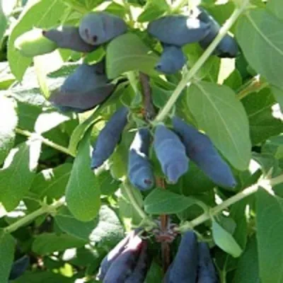 Жимолость съедобная НИМФА (ГАММА) — описание сорта Жимолость съедобная НИМФА (ГАММА) в Москве