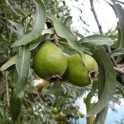 Груша ИВОЛИСТНАЯ — описание сорта Груша ИВОЛИСТНАЯ в Москве