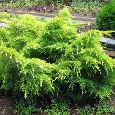 Можжевельник ГОЛД КОСТ средний  Можжевельник ГОЛД КОСТ средний в Москве