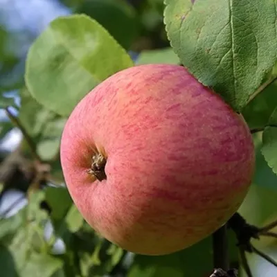 Яблоня МЕЛБА в Москве