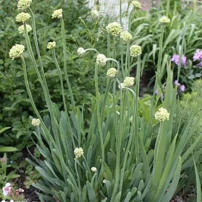 Лук слизун  Лук слизун в Москве