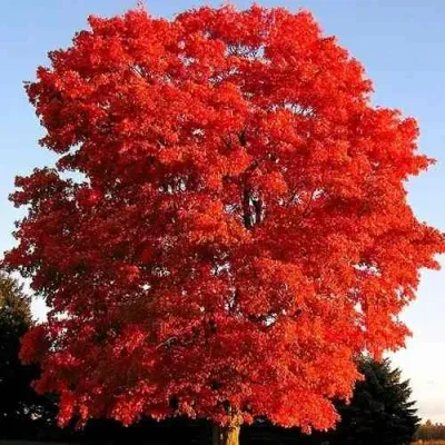 Дуб красный  — описание сорта Дуб красный  в Москве