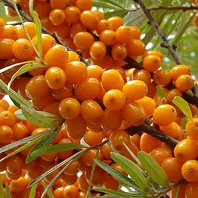 Облепиха ВИТАМИННАЯ  Облепиха ВИТАМИННАЯ в Москве