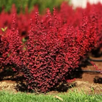 Барбарис ОРАНЖ РОКЕТ тунберга — описание сорта Барбарис ОРАНЖ РОКЕТ тунберга в Москве