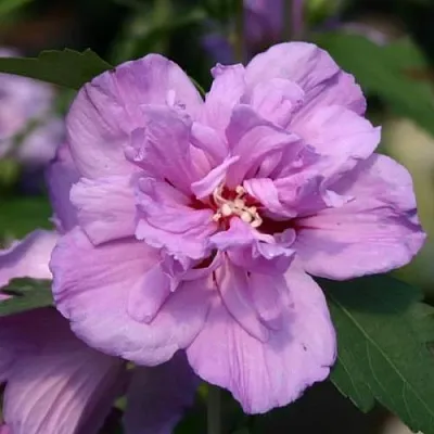 Гибискус АРДЕНС сирийский  Гибискус АРДЕНС сирийский в Москве