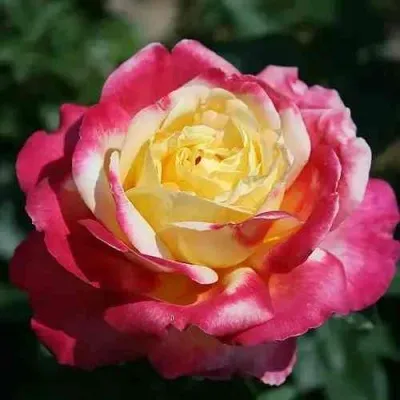 Саженцы роз ВОСТОЧНЫЙ ЭКСПРЕСС чайно-гибридная в Москве