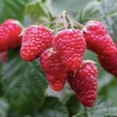 Малина МАРОСЕЙКА — описание сорта Малина МАРОСЕЙКА в Москве