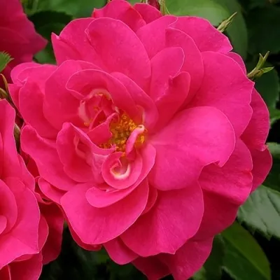 Саженцы роз ДЖОРДЖ ВАНКУВЕР флорибунда — описание сорта Саженцы роз ДЖОРДЖ ВАНКУВЕР флорибунда в Москве