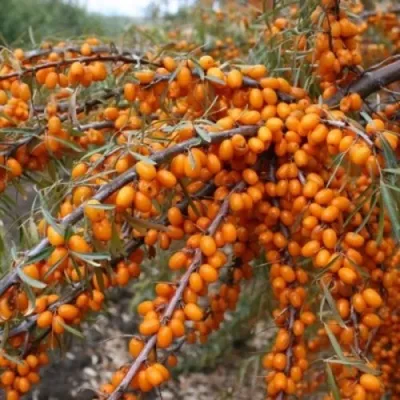 Облепиха ПЕРЧИК — описание сорта Облепиха ПЕРЧИК в Москве