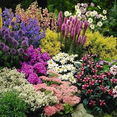 Многолетние растения в Москве